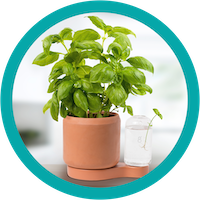 greenfinity, your aromatic plants with important flowering