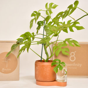 Greenfinity, your indoor plants to infinity