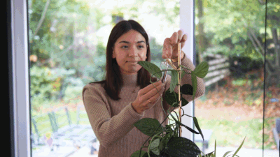 Coupez 1 à 3 pousses de votre plante et placez-les dans le récipient en verre rempli d'eau.